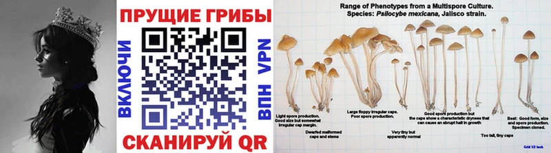 darknet состав как найти Цивильск Псилоцибиновые грибы Cubensis